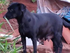 Cachorro raça Indefinida idade  nome Nao sei