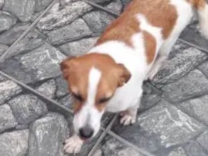 Cachorro raça SRD idade Abaixo de 2 meses nome filhotinhas