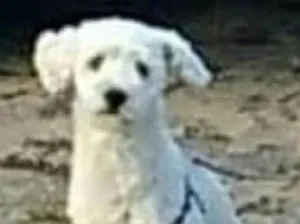 Cachorro raça Poodle idade 2 anos nome Bob