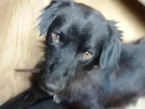 Cachorro raça SRD idade 1 ano nome Evaristo