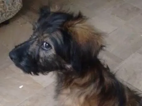 Cachorro ra a Srd idade 2 a 6 meses nome Lolita