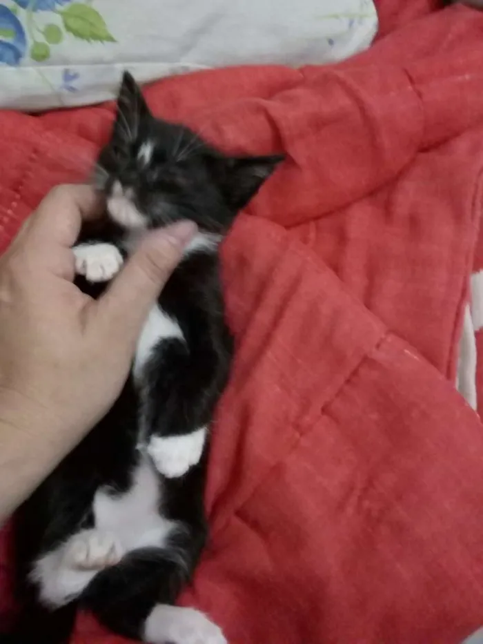 Gato ra a  idade Abaixo de 2 meses nome Sem nome
