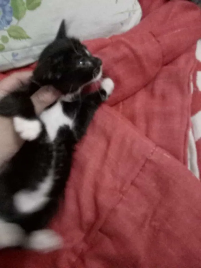 Gato ra a  idade Abaixo de 2 meses nome Sem nome