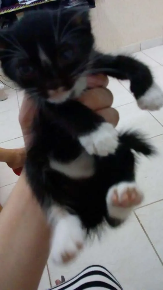 Gato ra a  idade Abaixo de 2 meses nome Sem nome