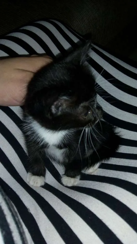 Gato ra a  idade Abaixo de 2 meses nome Sem nome