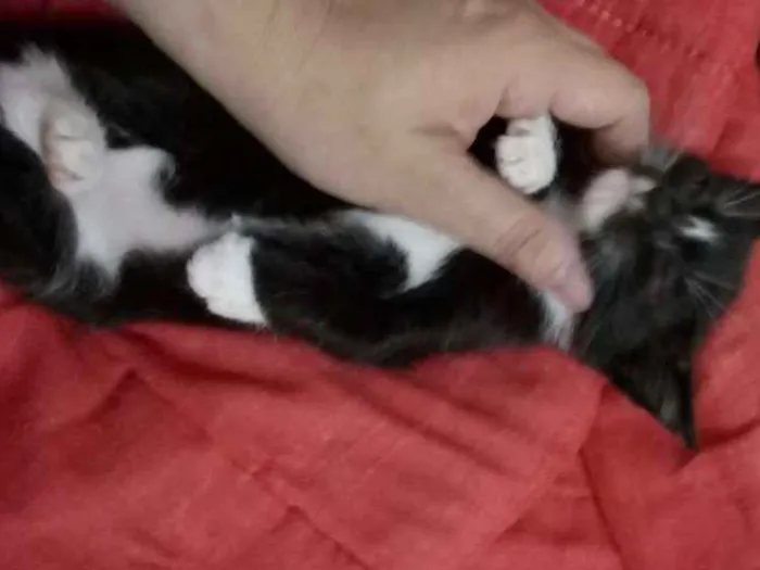 Gato ra a  idade Abaixo de 2 meses nome Sem nome