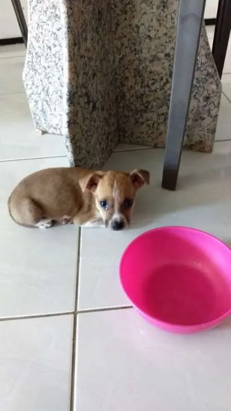 Cachorro raça Vira lata idade Abaixo de 2 meses nome Não tem