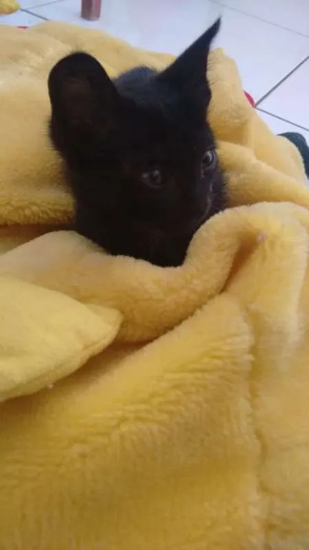 Gato raça indefinida idade Abaixo de 2 meses nome Sem nome