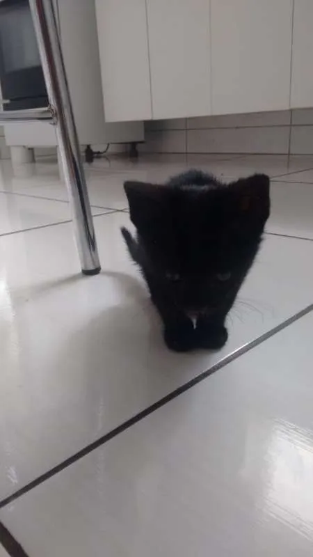 Gato raça indefinida idade Abaixo de 2 meses nome Sem nome