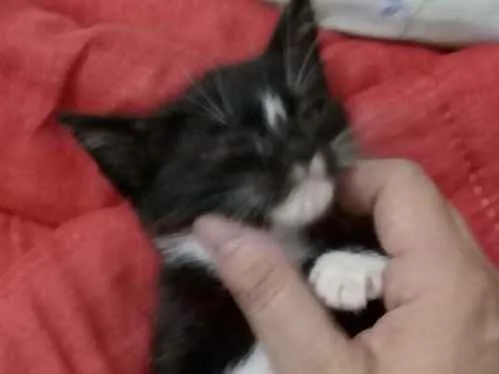 Gato ra a  idade Abaixo de 2 meses nome Sem nome