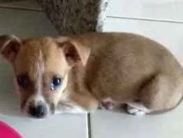 Cachorro raça Vira lata idade Abaixo de 2 meses nome Não tem