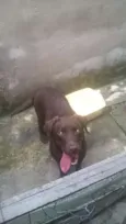 mel