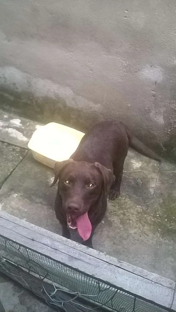 Cachorro raça labrador idade 2 anos nome mel