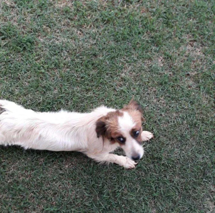 Cachorro raça desconhecida idade  nome Sem nome 