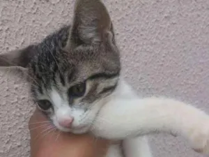 Gato raça  idade 2 a 6 meses nome Não tem nome ainda