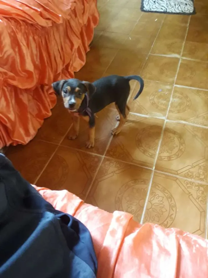 Cachorro raça Meio rotwhiller meio vira lata idade 2 a 6 meses nome Flora