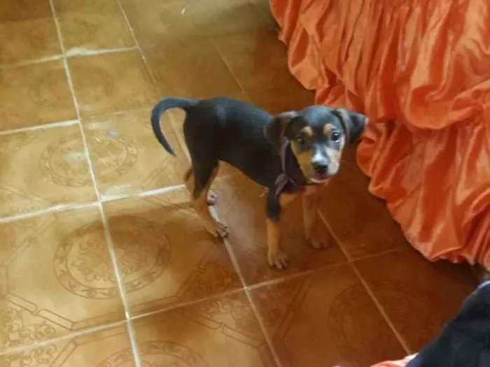 Cachorro raça Meio rotwhiller meio vira lata idade 2 a 6 meses nome Flora
