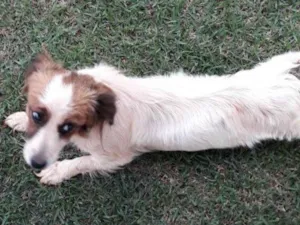 Cachorro raça desconhecida idade  nome Sem nome 