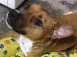 Cachorro raça Mista idade 3 anos nome Júnior