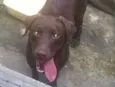 mel