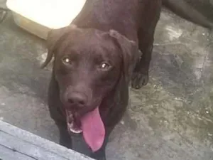 Cachorro raça labrador idade 2 anos nome mel