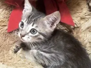 Gato raça Filhotes de gatos  idade 2 a 6 meses nome Filhotes