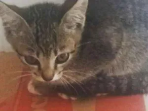 Gato raça  idade 2 a 6 meses nome Sem nome