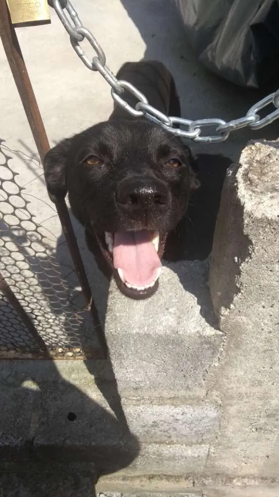 Cachorro ra a SRD idade 1 ano nome Não tem identificaçã