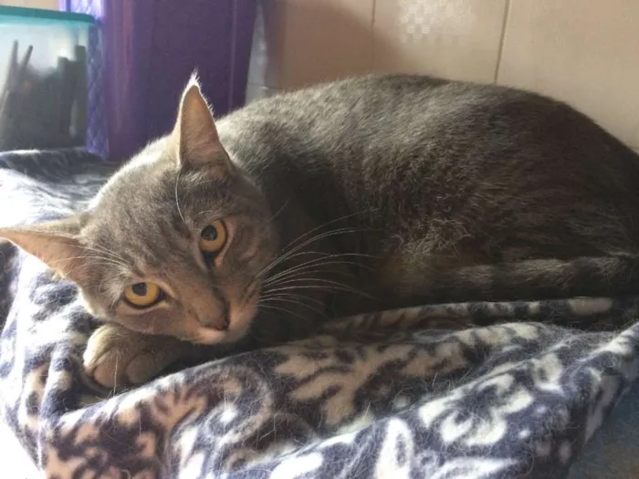 Gato ra a SRD idade 7 a 11 meses nome Grissa