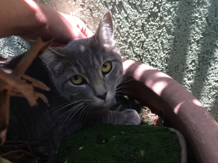 Gato ra a SRD idade 7 a 11 meses nome Grissa