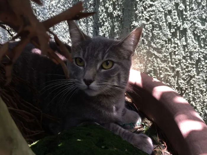 Gato ra a SRD idade 7 a 11 meses nome Grissa