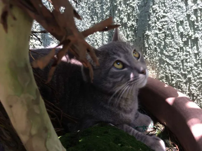 Gato ra a SRD idade 7 a 11 meses nome Grissa