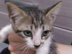 Gato raça Indefinida idade Abaixo de 2 meses nome (para escolher)