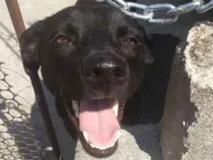 Cachorro raça SRD idade 1 ano nome Não tem identificaçã