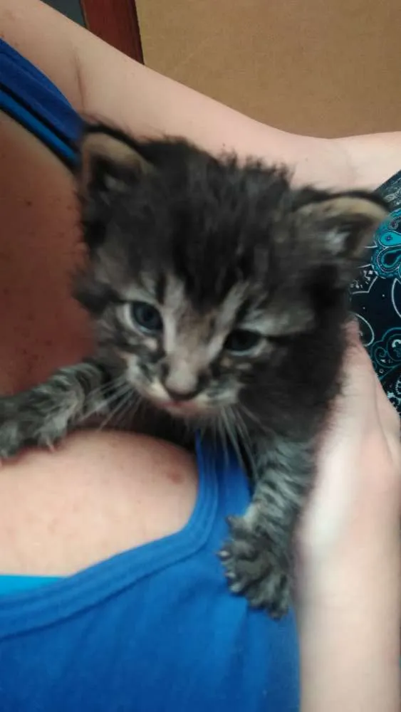 Gato ra a SRD idade Abaixo de 2 meses nome Sem nome
