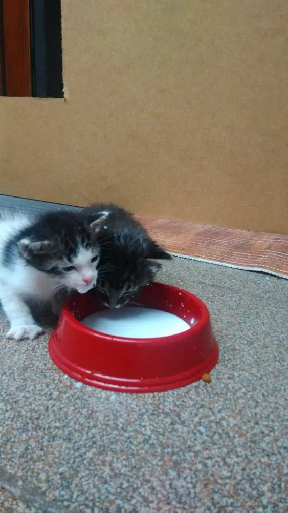 Gato ra a SRD idade Abaixo de 2 meses nome Sem nome