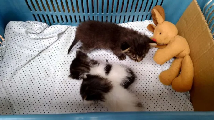 Gato ra a SRD idade Abaixo de 2 meses nome Sem nome