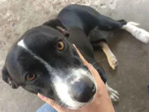 Cachorro raça Vira-lata idade 2 anos nome Cookie