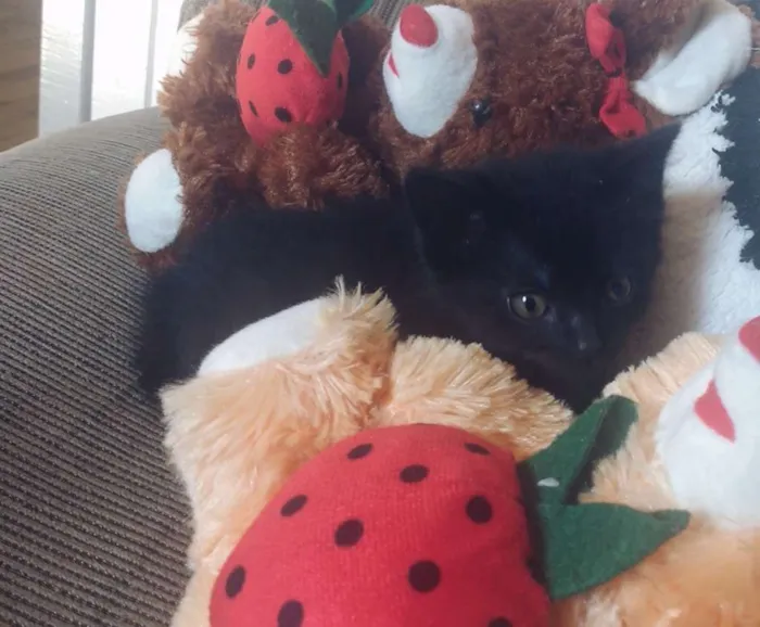 Gato ra a Não sei idade Abaixo de 2 meses nome Filhotes 