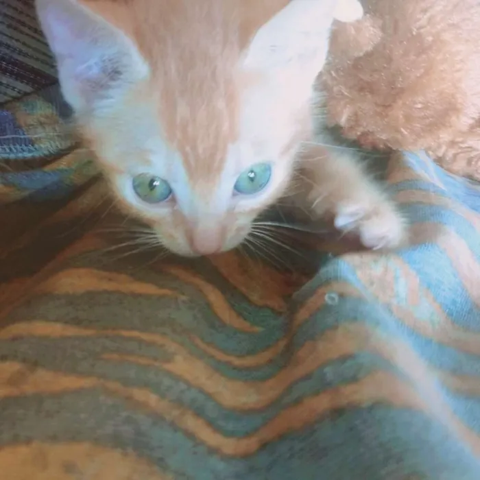 Gato ra a Não sei idade Abaixo de 2 meses nome Filhotes 
