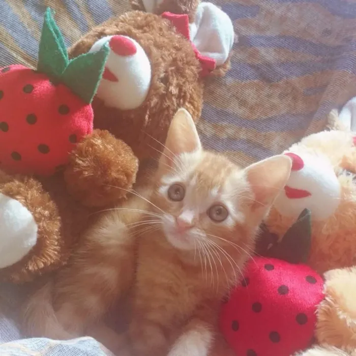 Gato ra a Não sei idade Abaixo de 2 meses nome Filhotes 