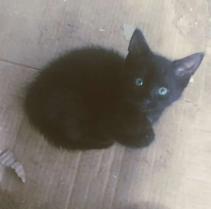 Gato ra a Preto idade 2 a 6 meses nome Venom 