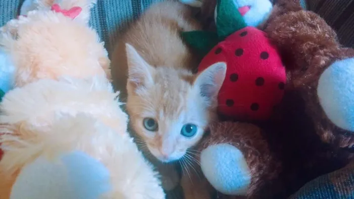 Gato ra a Listrado idade 2 a 6 meses nome Thor 