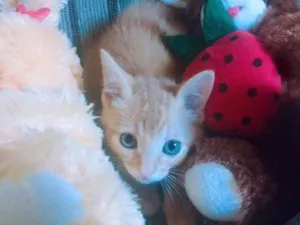 Gato raça Listrado idade 2 a 6 meses nome Thor 