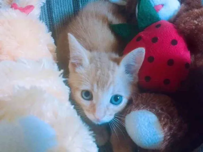 Gato ra a Listrado idade 2 a 6 meses nome Thor 