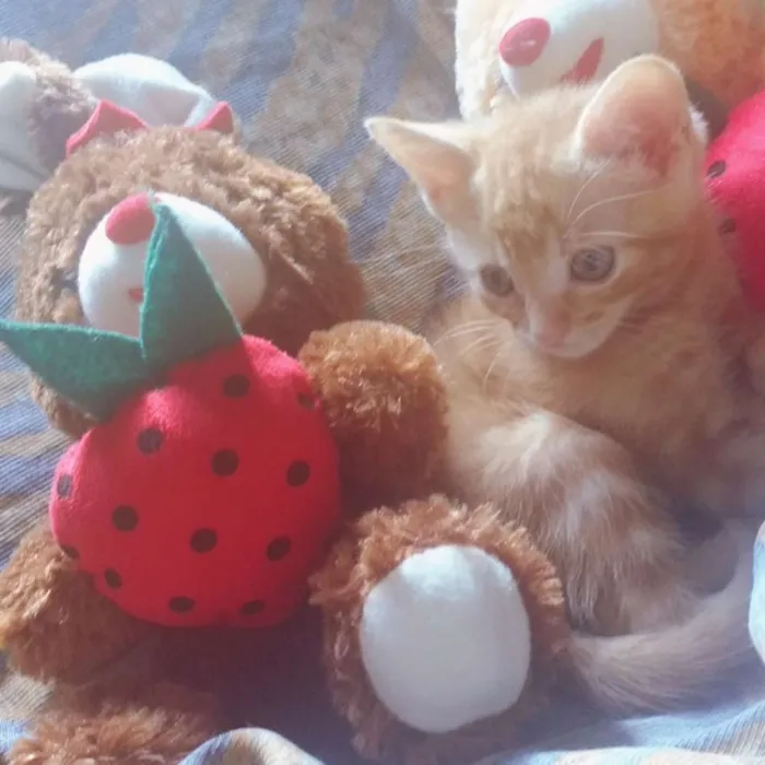 Gato ra a Amarelo idade 2 a 6 meses nome Capitão América 
