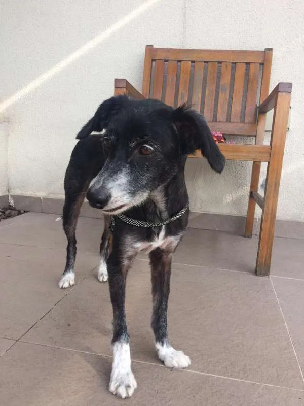 Cachorro raça SRD idade 6 ou mais anos nome Tobias