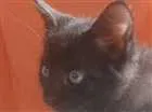 Gato raça Preto idade 2 a 6 meses nome Venom 
