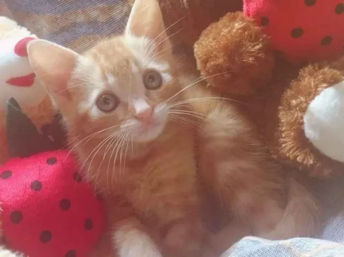 Gato ra a Amarelo idade 2 a 6 meses nome Capitão América 