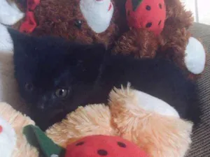 Gato raça Preta idade  nome Winx